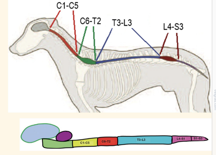 <p>dogs</p><ul><li><p>C1-C5 = cervical</p></li><li><p>C6-T2 = cervical intumescence</p></li><li><p>T3-L3= thoracolumbar</p></li><li><p>L4-S3 = lumbosacral intumescence</p><ul><li><p>Split into L4-S1 and S1-S3</p></li></ul></li></ul><p></p><p></p>