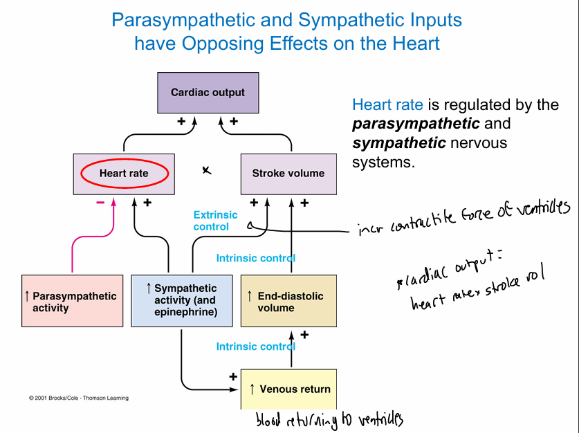 <p>cardiac output- vol of blood pumped by each ventricle/min; pulmonary vol= systemic vol (closed loop)</p><ul><li><p>co= hr(heart rate) * sv(stroke vol)</p></li><li><p>avg heart rate ~70 bpm, avg stroke vol ~70 mls</p><ul><li><p>70×70= 4,900 mls/min= ~5 liters/min</p></li></ul></li></ul><p>heart rate- regulated by parasympathetic and sympathetic (ANS)</p><p>stroke volume- amt of blood pumped out of chamber w/each contraction</p><ul><li><p>regulated <strong>extrinsically </strong>by sympathetic and <strong>intrinsically </strong>by vol of venous blood returning to ventricles</p></li><li><p>end-diastolic volume- end-systolic volume (SV= EDV-ESV)</p></li><li><p>w/every beat, the heart pumps ~60% of blood in its chambers (70 mL)</p></li><li><p>influenced by contractility(how forceful ventricular contraction is), preload(intrinsic for frank-starling), and afterload</p></li><li><p>sympathetic stimulation incr stroke vol bc it directly enhances cm contraction—&gt; heart ejects a larger vol of blood w/each beat </p></li></ul><p></p>