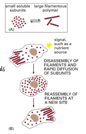 <p>cell polarization, shape change, and motility involves a coordinated deployment of components and processes of the cytoskeleton - dynamic assembly and dissaembly of polymers (non covalent bonds), regulation and modification of their structure by associated proteins, and actions of motor porteins among the polymers</p>