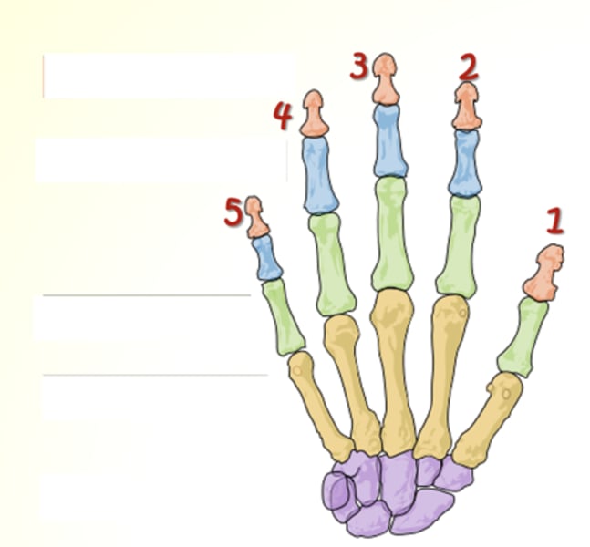 <p>What does yellow represent?</p>