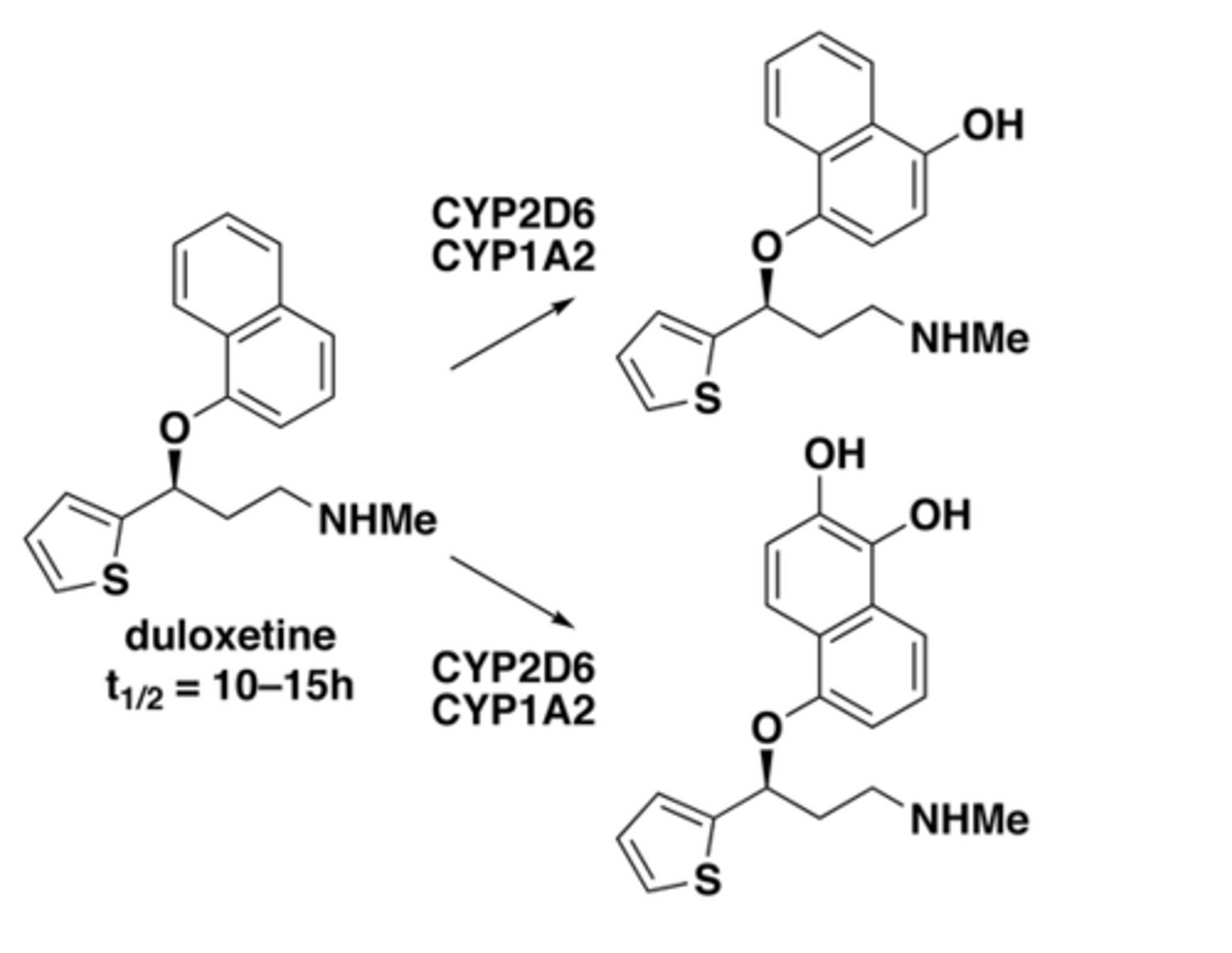 <p>metabolized by CYP2D6 and CYP1A2 into hydroxylated metabolites; t½ ≈ 10-15 hours</p>