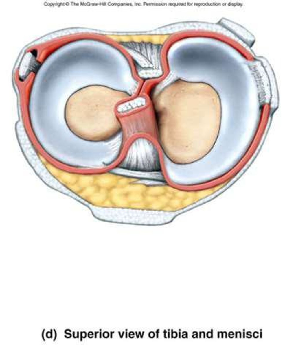 <p>They absorb shock and help shape the joint.</p>