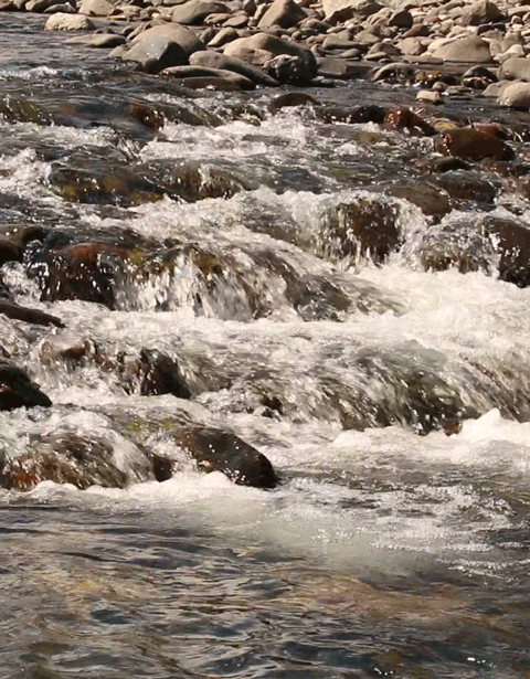 <p>An area of the stream where <u>water bubbles over rocks</u>.</p>