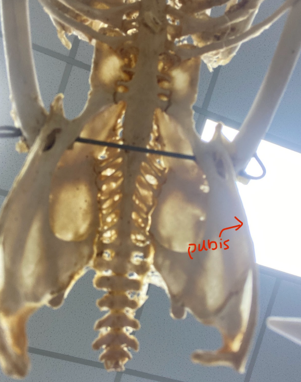 <p>Pubis</p>