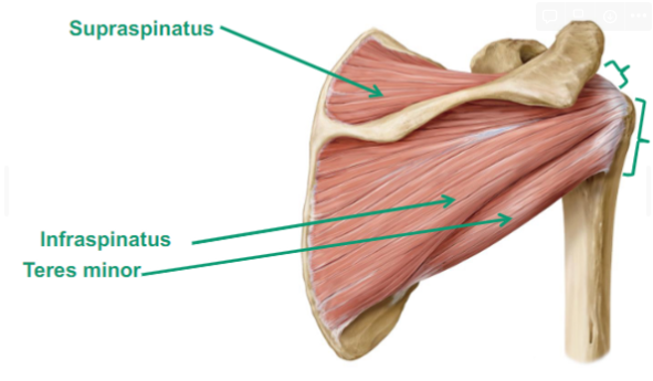 <ul><li><p>Supraspinatus</p></li><li><p>Infraspinatus</p></li><li><p>Teres minor</p></li></ul>