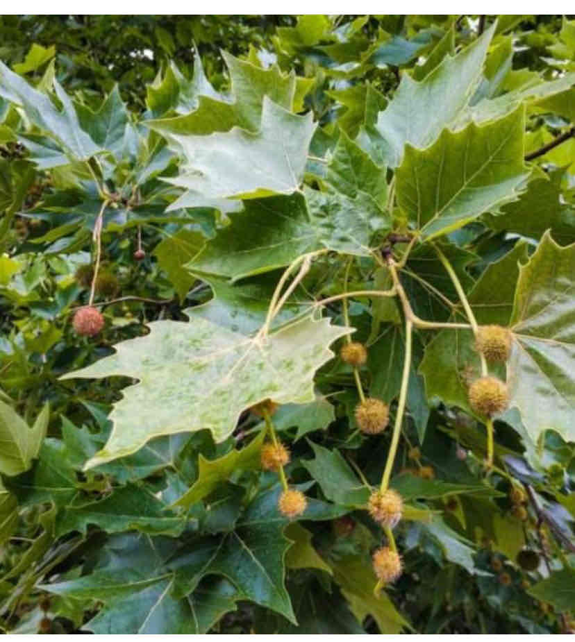 <p>Platanus x hispanica (P. X acerifolia), London planetree, Platanaceae</p>