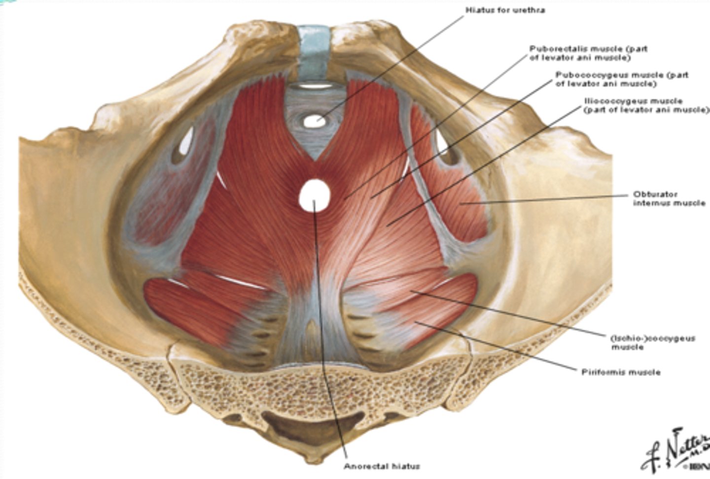 <p>What does the piriformis muscle occupy most of? </p>