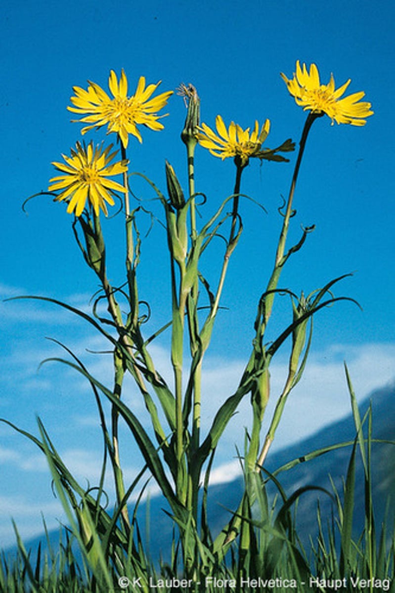 <p>Gele morgenster</p>