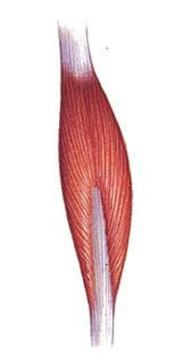 <p>Muscle fascicles are arranged on both sides of a centrally positioned tendon (ex. rectus femoris)</p>