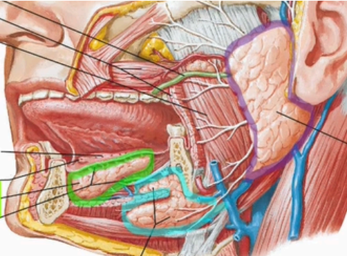 <p><span style="color: #0eaf09">Sublingual Gland</span></p><p><span style="color: #29c8ca">Submandibular gland</span></p><p><span style="color: #8928c9">Parotid gland</span></p>