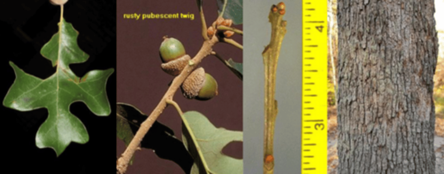 <p>Leaves: cruciform lobing, very distinctive. 6 in. long w/ 5 lobes. Leaves are thick, leathery above, densely pubescent beneath. Tend to cluster along the tops of the branches (distinct feature!); marcescent in winter. </p><p>Twigs: gray and pubescent, especially on new growth. </p><p>Buds: blunt, round in cross-section w/ numerous light-brown to reddish-brown imbricate scales. </p><p>Fruit: acorns are small .66 in. long, dark brown, normally striped; covered up to 50% by a warty cap. </p><p>Bark: similar to white oak w/out large plates. Can be reddish-brown w/ deep fissures. </p><p>Form/Silvics: prefers dry, wooded ridges on shallow nutrient-poor soils. Commonly grows with Q. marilandica. Shade intolerant.</p>