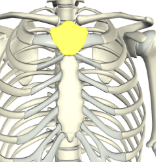 <p><span style="background-color: transparent;"><span>The upper part of the sternum that connects to the clavicles.</span></span></p>