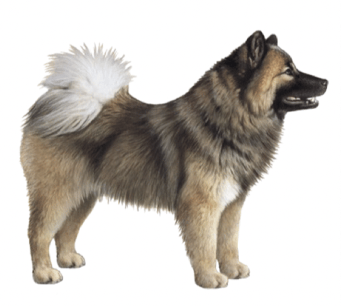 <p>FCI - 5, fox face, curly tail</p>