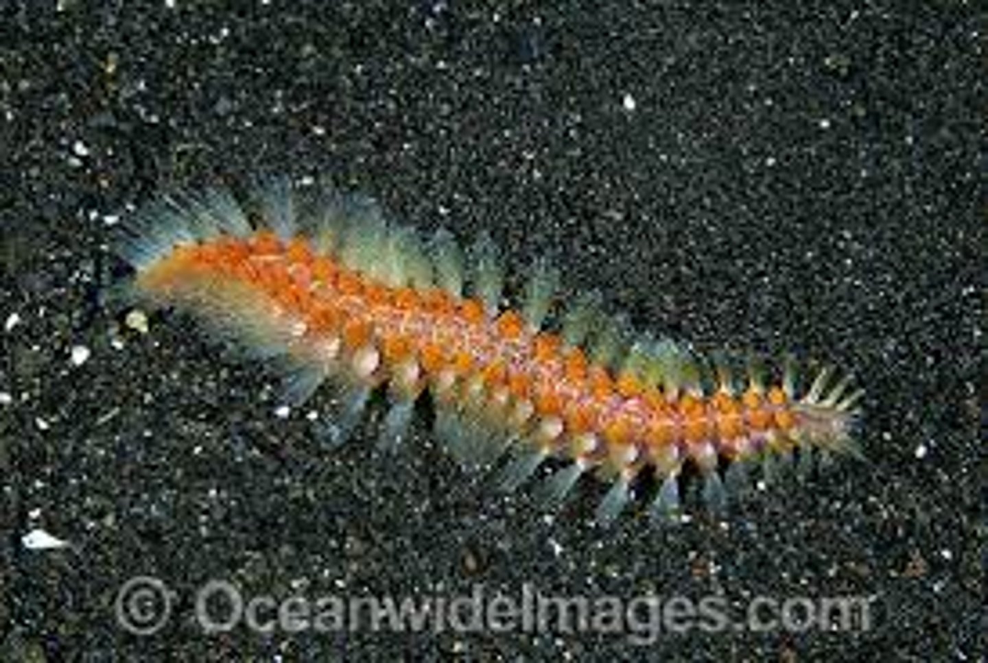 <p>- Type of annelid</p><p>- Most free ranging predators</p><p>- Well-developed eyes and powerful jaws</p><p>- Often brightly colored</p><p>- Long chaetae on foot like parapodia</p>