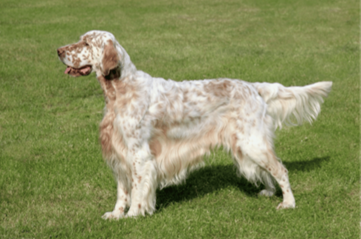 <p>FCI - 7, wavy long coat on belly,</p>