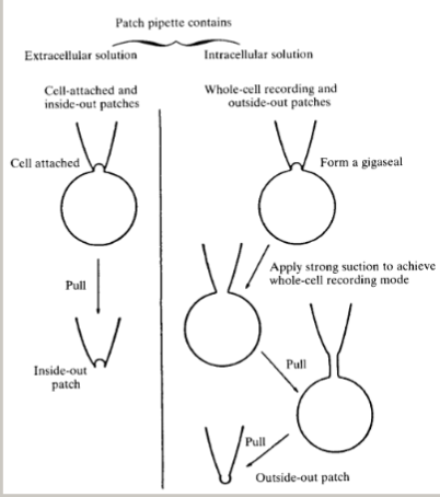 <ul><li><p>cell attached</p></li><li><p>inside out patch</p></li><li><p>outside out  patch</p></li><li><p>whole cell patch</p></li><li><p>(also special pokemone, perforated patch)</p></li></ul><p></p>