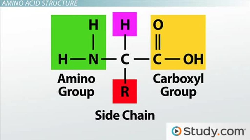 <p>-part of the backbone of the protein structure</p><p>-can form H-bonds</p>