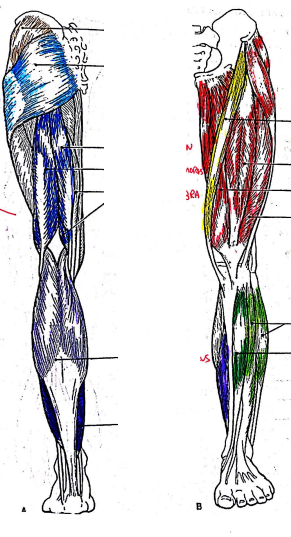<p>dark blue (right side of dorsal femur) (3rd arrow)</p>