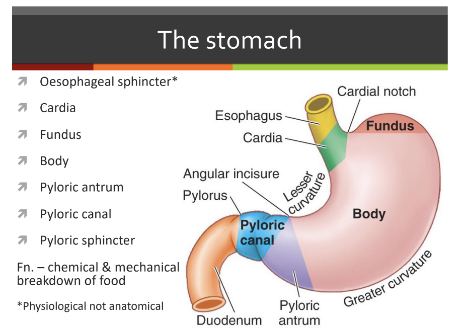 knowt flashcard image