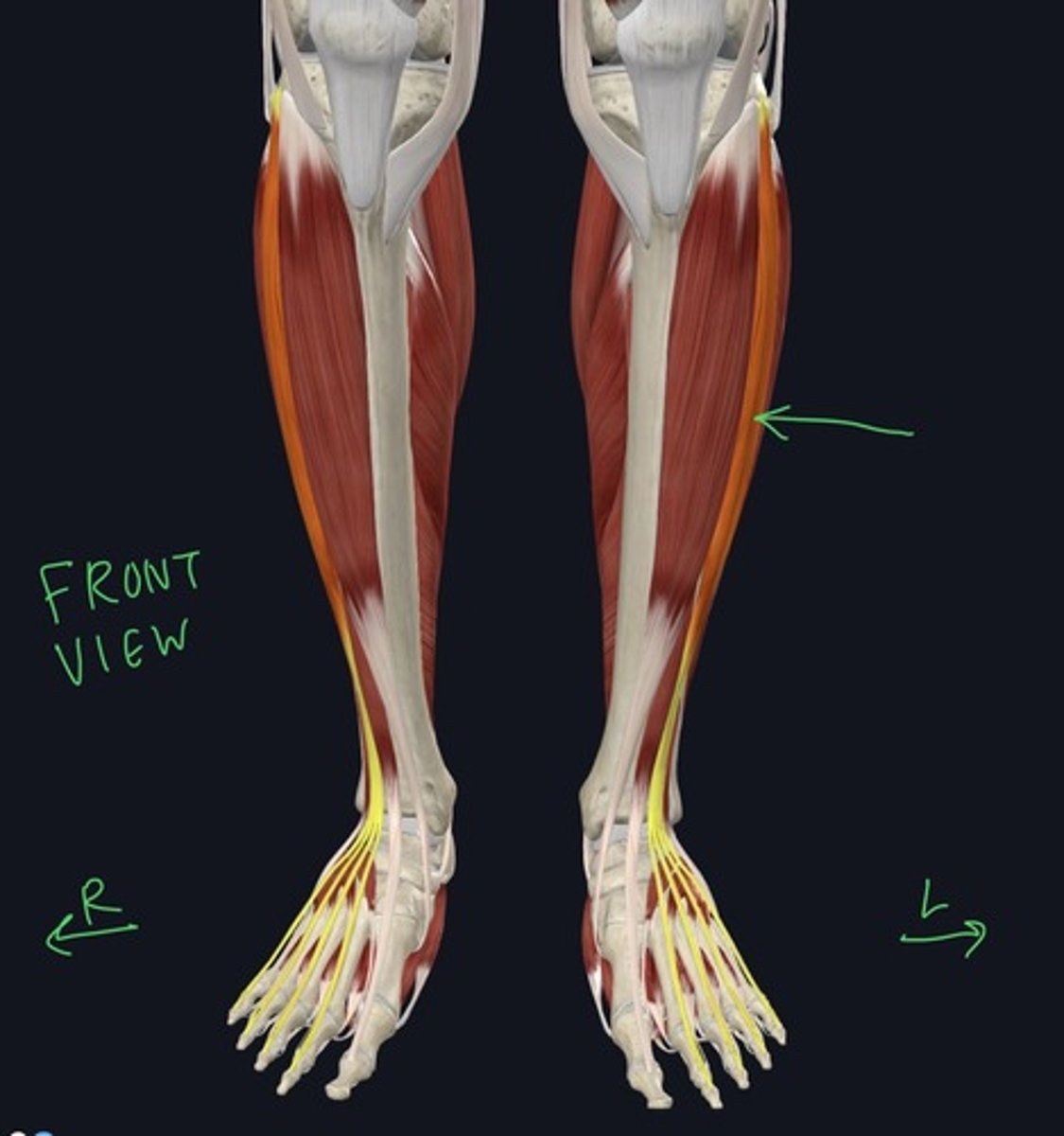 knowt flashcard image