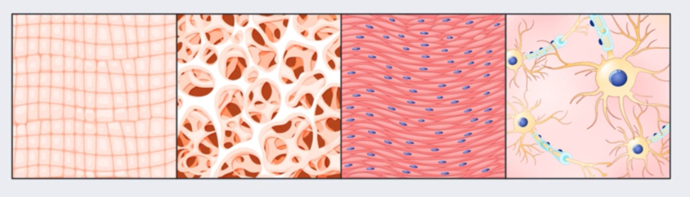 <p>When various tissues combine to carry out specific function they create an</p>