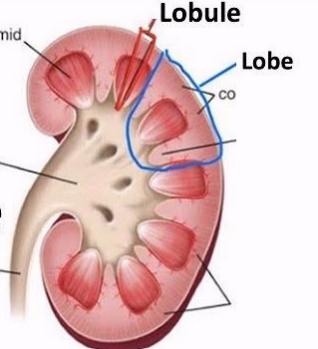 <ul><li><p>Lobe</p><ul><li><p>Large, macroscopic anatomical division of an organ</p></li><li><p>Visible without a microscope</p></li></ul></li><li><p>Lobule</p><ul><li><p>Much smaller microscopic subdivision within a lobe</p></li><li><p>Only visible with a microscope</p></li></ul></li></ul><p></p>