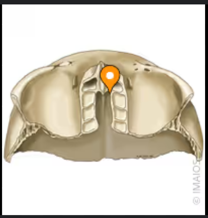 <p>This articulates with the ethmoidal notch of the frontal bone.</p><p></p><p></p>
