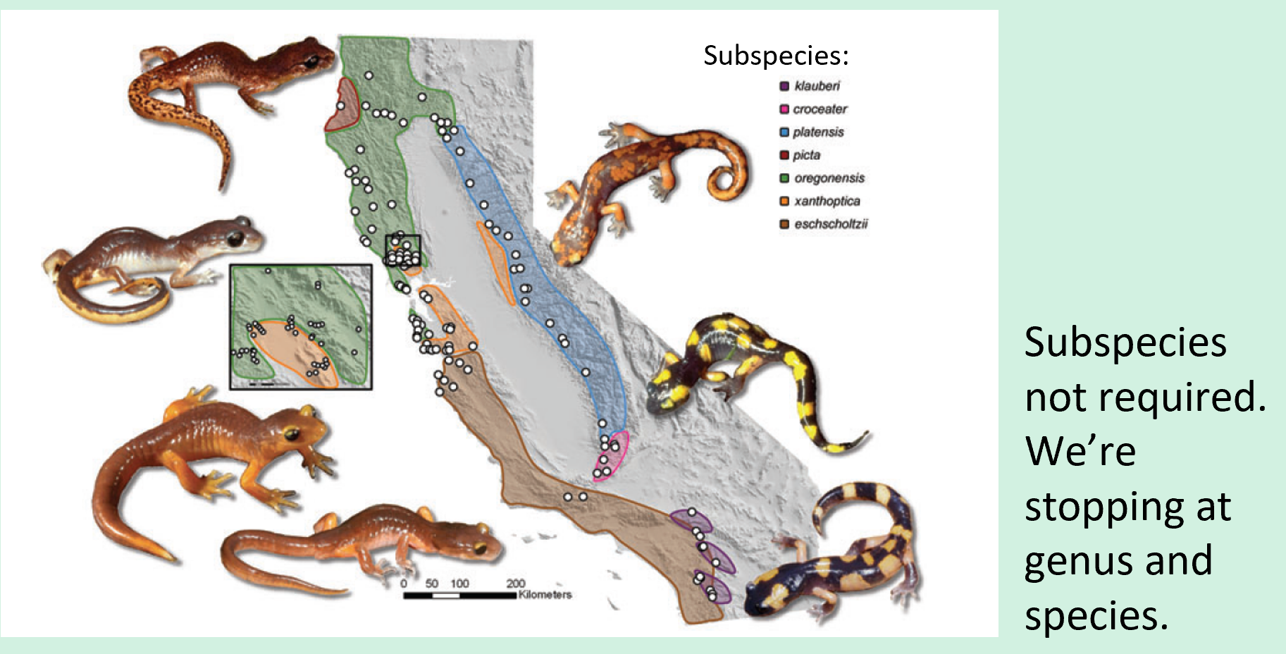 <ul><li><p><span>Basal constriction on tail</span></p></li><li><p><span>Ring species, 7 seven species (don’t need to know subspecies)</span></p></li><li><p><span>Reddish or pinkish brown above, lighter</span><br><span>below</span></p></li><li><p><span>tail consitriction</span></p></li></ul><p></p>
