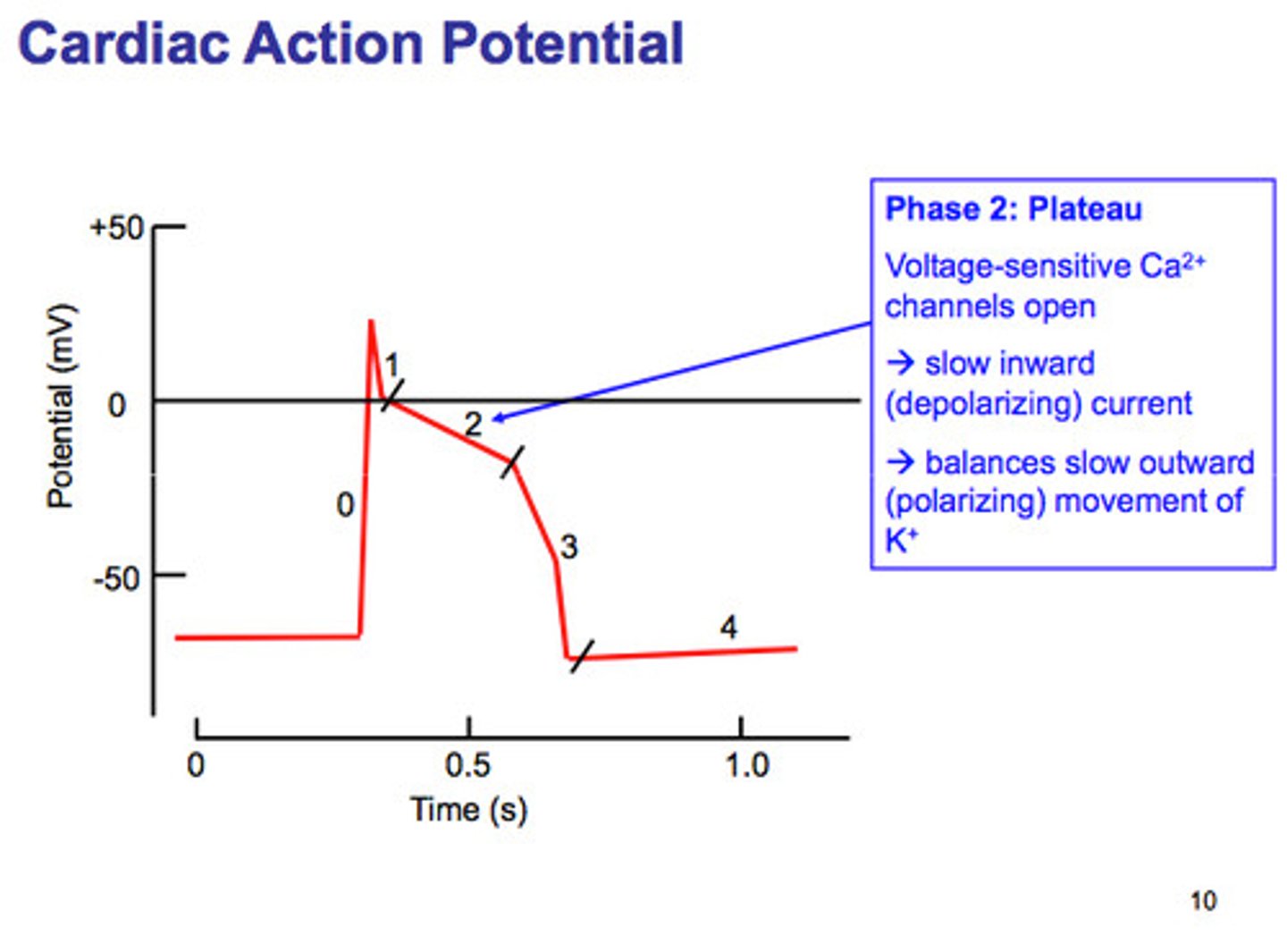 <p>Plateau phase in response to an influx of calcium and efflux of potassium.</p>