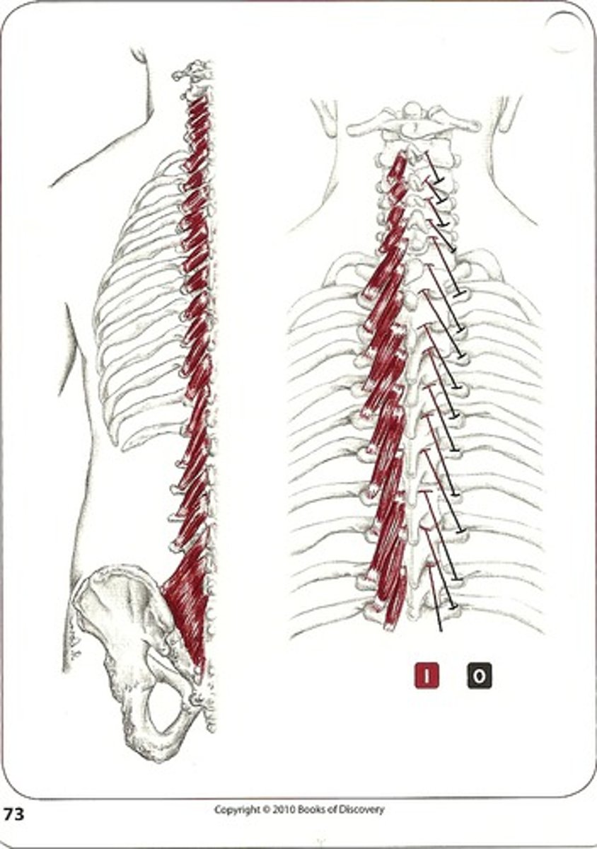 <p>what are the actions and innervations of the transversospinales muscles?</p>