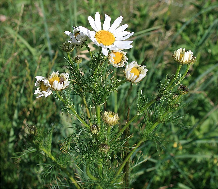 <p>Is this plant invasive? What is it and why?</p>