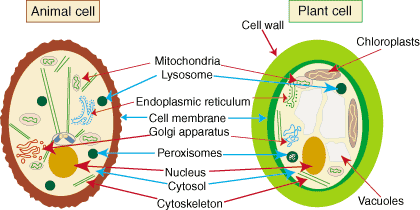 Which organelle serves as passageways throughout the cytoplasm?