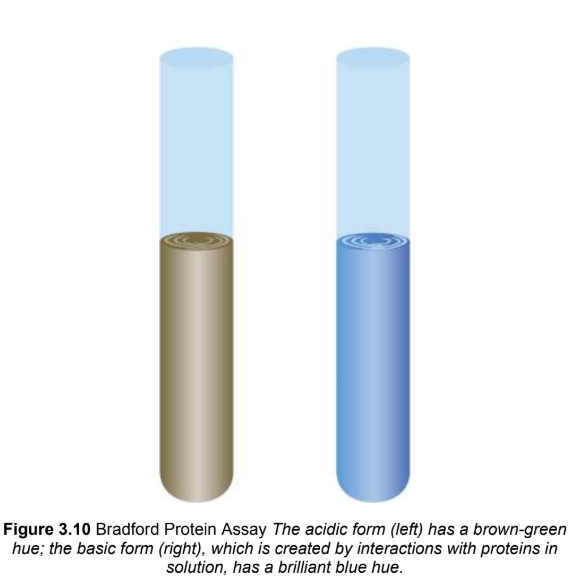 <p>colorimetric<span> protein </span>assay; most common, reliable and simple</p>