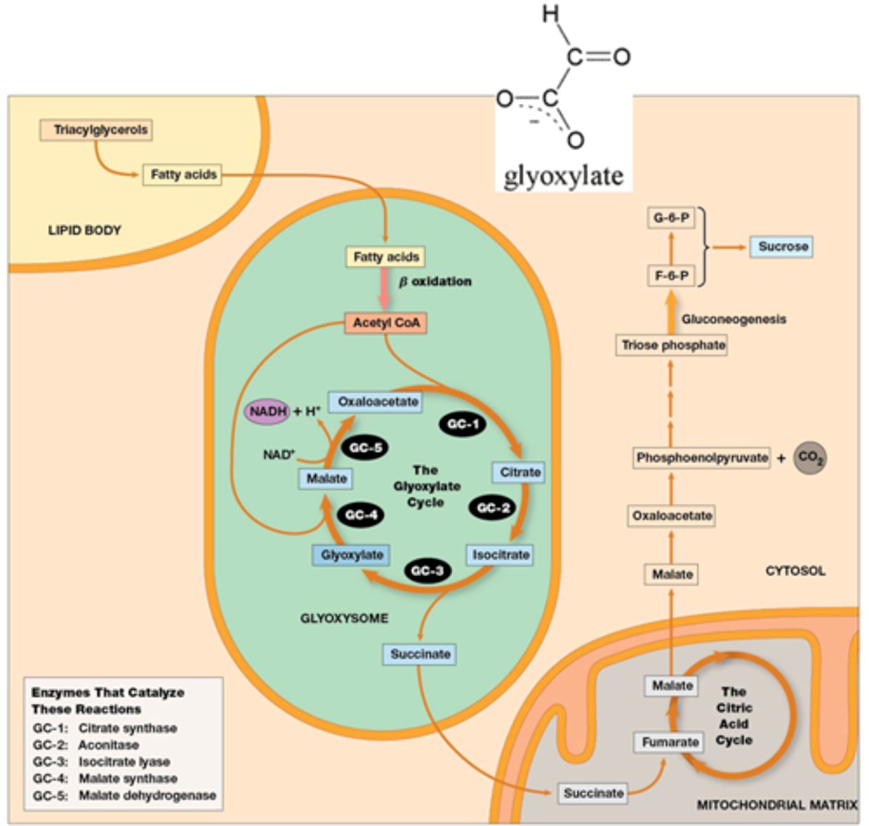 <p>Verschillen met CAC:</p><p>-in glyoxysomen (soort peroxisoom in planten)</p><p>-geen decarboxyleringen</p><p>-input van 2 moleculen acetyl CoA</p><p>per cyclus</p><p>-netto synthese van succinaat</p>
