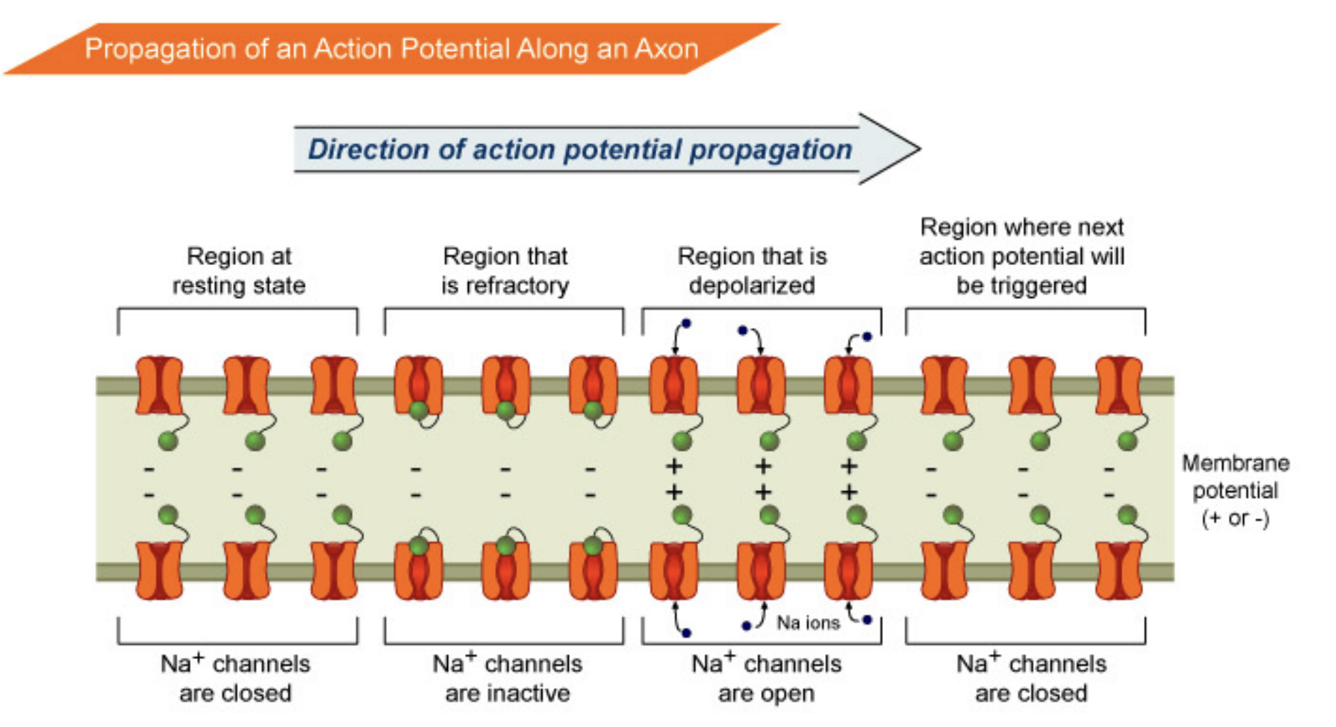 <p>Inactivation gate; Na+</p>