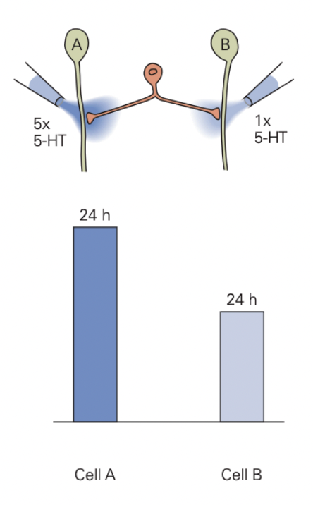 <ul><li><p>produces long-term facilitation of both synapses!</p><ul><li><p>EPSP amplitude on Y axis </p></li></ul></li></ul>