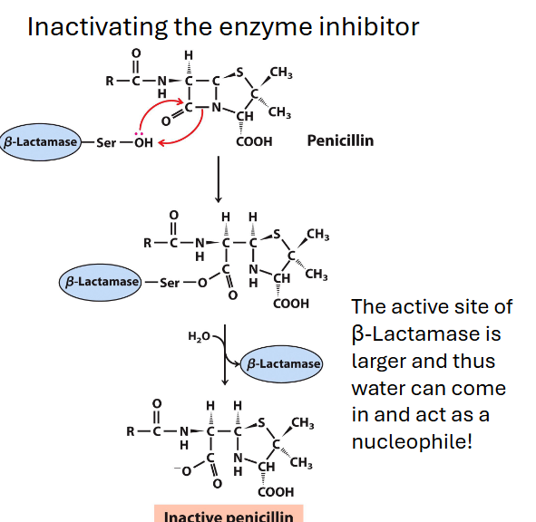 <p>big evo pressure, if you get penicillin close then you die so<br>bact evolved 2nd e: beta lactamase that has a bigger active site (can fit penicillin inhibitor AND h2o), results in COO attached to the penicillin, inactivating it<br>inactivating the inhibitor gives cell more time to make more beta lactamase</p>