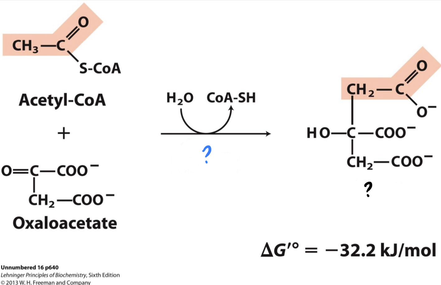 <ul><li><p>Acetyl CoA (from pyruvate oxidation) adds its <u>two-carbon acetyl group to four-carbon oxaloacetate</u>, producing  _______.</p></li></ul>