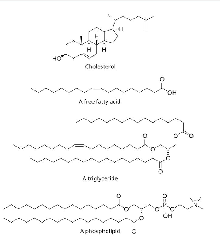 <p>Made of mostly hydrocarbons, few oxygen atoms<br><strong>Non polar; hydrophobic</strong></p>