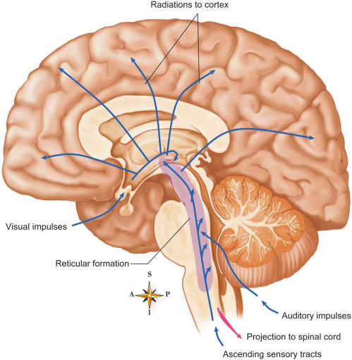 <ul><li><p>gray and white matter, relay station </p></li></ul><p></p>