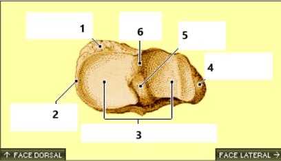 <p>5</p>