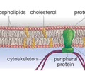 <p>Plasma membrane - flexible membrane through which cells transport materials + communicate with other cells</p>