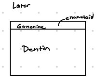 <p>Which type of scale is this?</p>