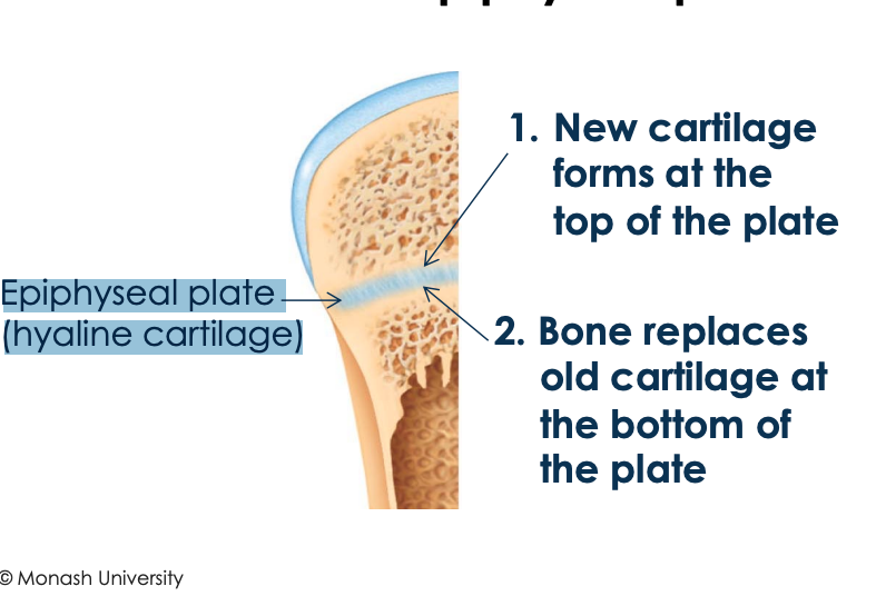 <ol><li><p>new cartilage forms at the top of the plate </p></li><li><p>bones replace old cartilage at the bottom of the plate </p></li></ol>