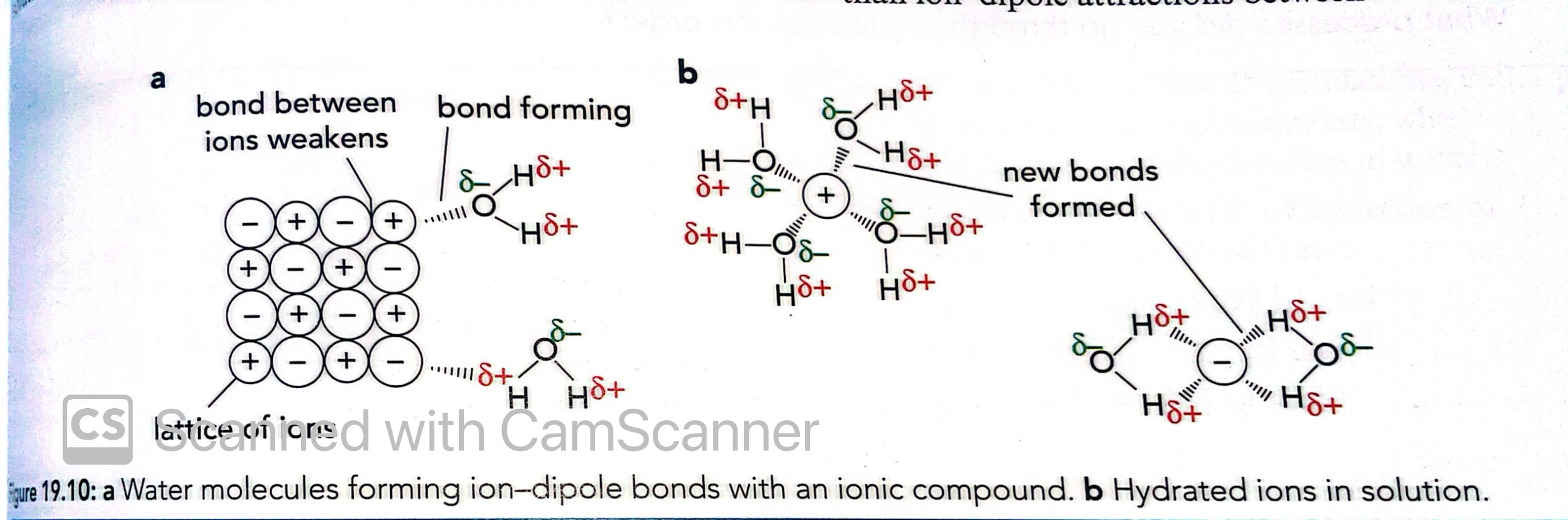 <p>Water molecules are attracted to the compound and begin to attach to the lattice</p><p>This weakens the bonds in the lattice and they begin to break and new ones are formed</p><p>Hydrated ions in solution remain</p>