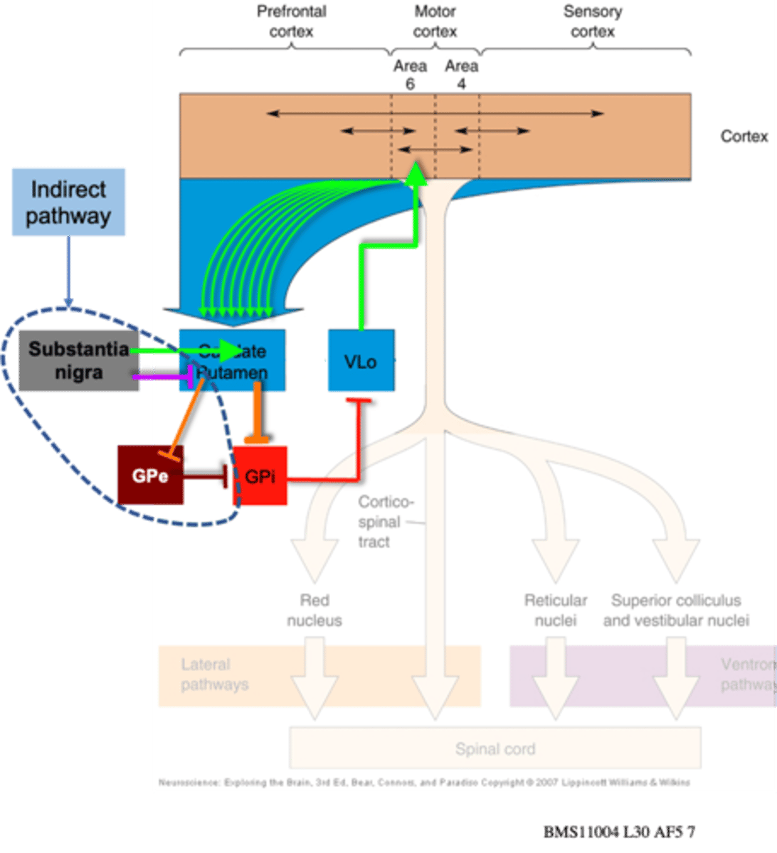 <p>Degeneration of neurons in different parts of this circuit leads to ______________ or ______________ disease</p>