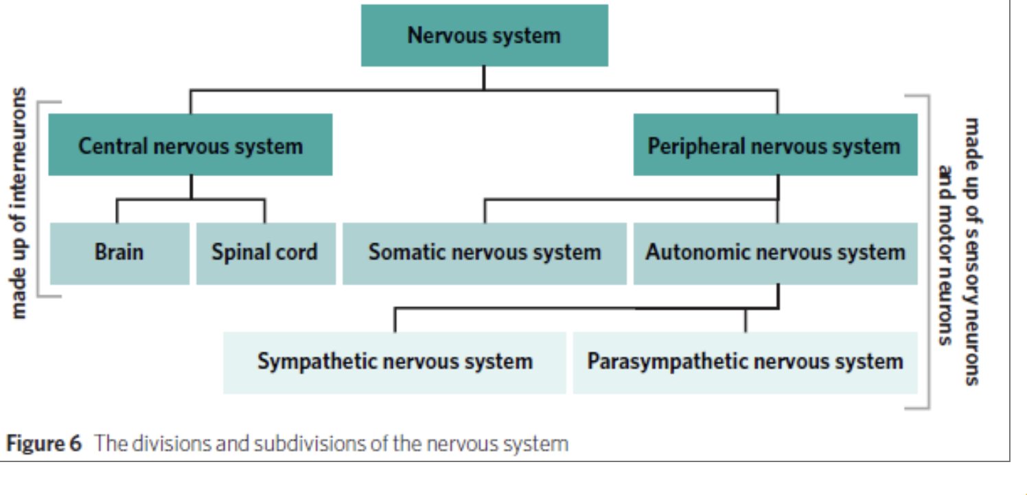 <p>CNS—> Brain + Spinal cord</p><p></p><p>PNS—> Automatic nervous system + Somatic nervous system</p><p></p><p>ANS—> Sympathetic nervous system + parasympathetic nervous system + enteric NS</p>