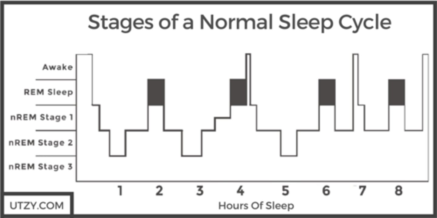 <p>The first 3 stages: N1, N2, and N3.</p>