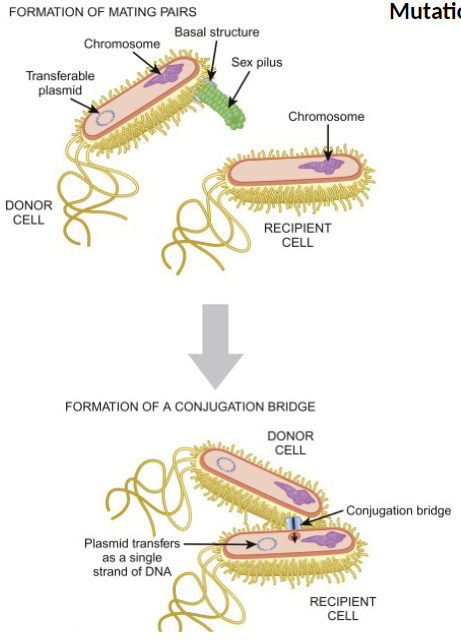 <p><strong>Experimental Approach</strong><br>āExamined single gene mutations in E. coli<br>āCrossed mutant cells via conjugation</p><p><strong>Purpose</strong><br>āApplied different combinations of mutations in plasmids or chromosomes<br>āDetermined how the gene was regulated under different genetic conditions</p>