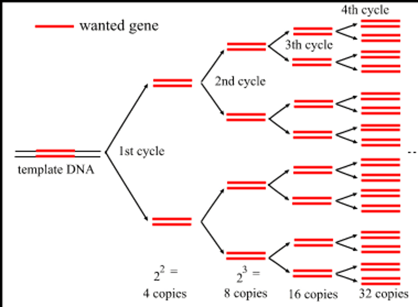 <p>what are the 3 steps to PCR (+ temp. and time)? how many times is this process repeated?</p>